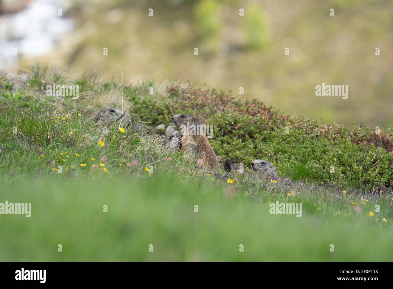 Marmotte alpine che osservano con cautela i predatori in un prato erboso con fiori selvatici Foto Stock
