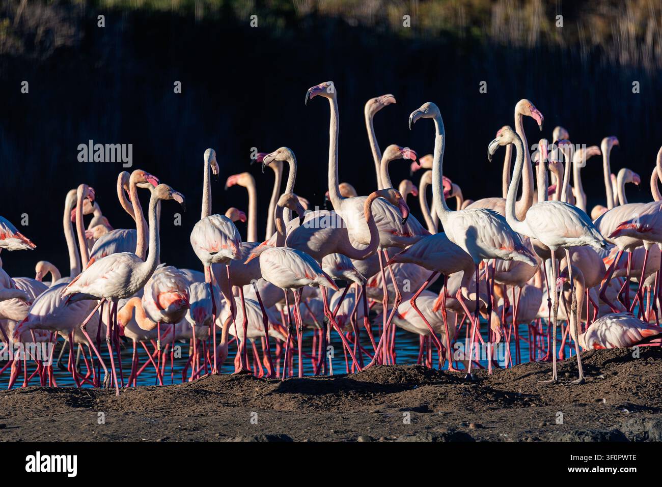 Aviario di Albufera: Rifugio dei fenicotteri sulla Terra. Scopriete l'assemblea serena dei fenicotteri nel rifugio terreno dell'Albufera di Valencia, dove questi maestosi Foto Stock