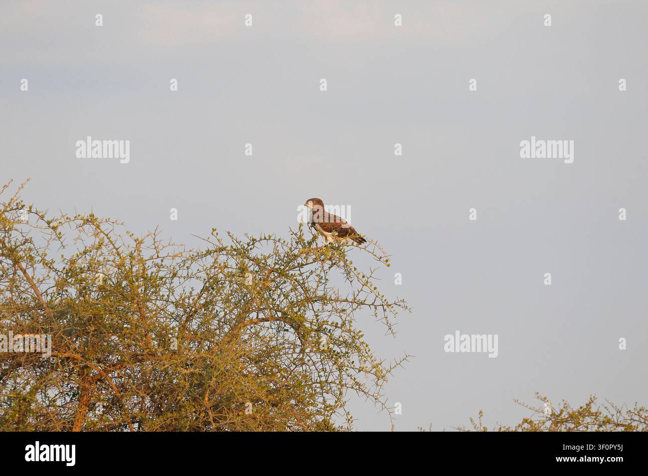 Aquila serpente dal petto nero, Circaetus pectoralis appollaiata su un albero di acacia nel Parco Nazionale del Serengeti, Valle di Seronera, Tanzania, Africa Orientale. Foto Stock
