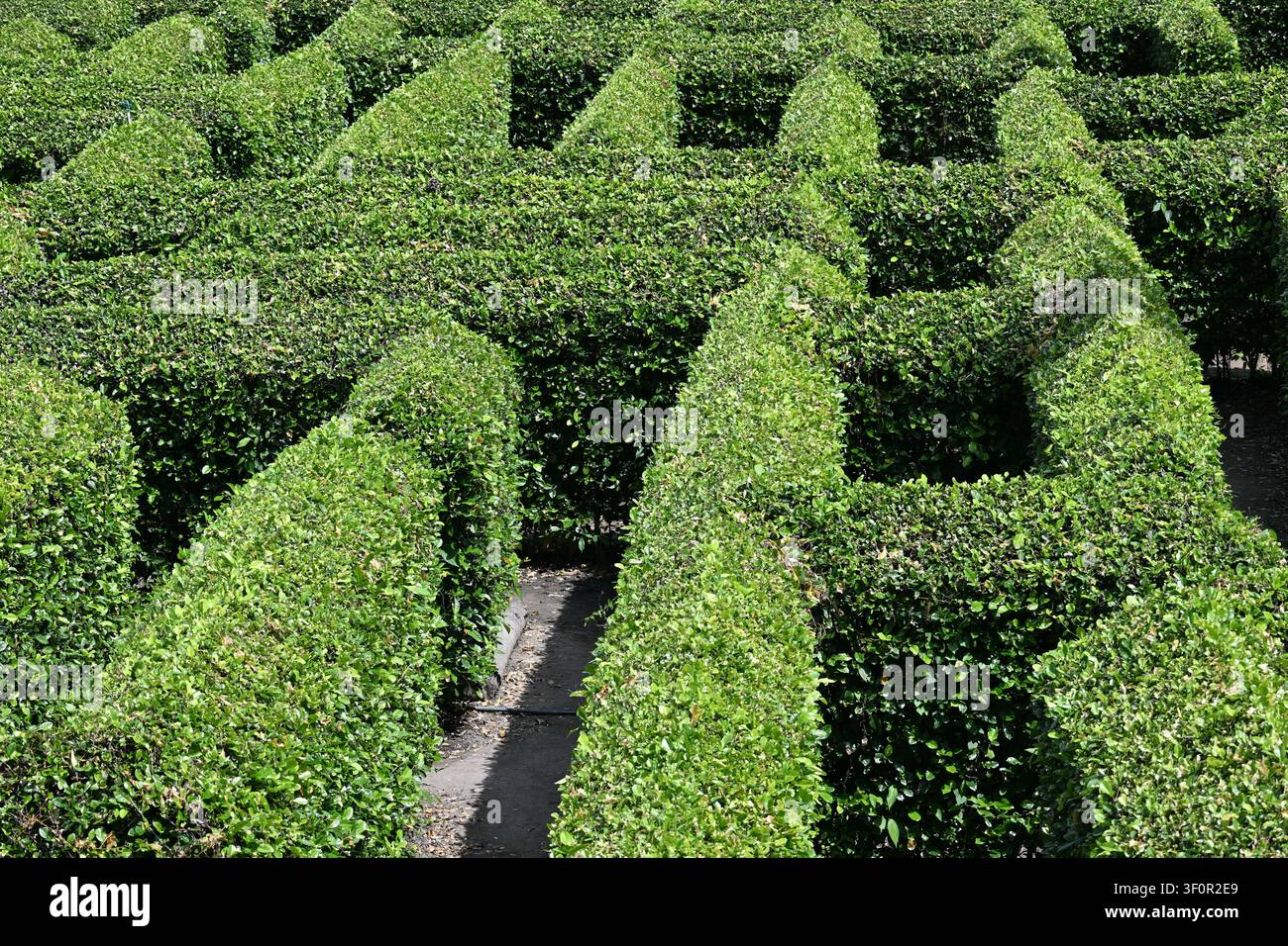 Labirinto di siepi verde a Laberinto Macondo vicino al Parco Nazionale di Tayrona, Colombia Foto Stock