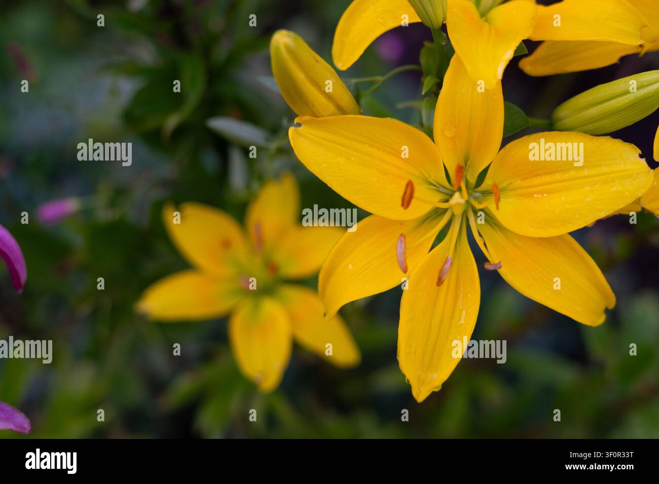 Fiore di giglio giallo con gocce d'acqua nel giardino estivo, primo piano floreale vibrante Foto Stock