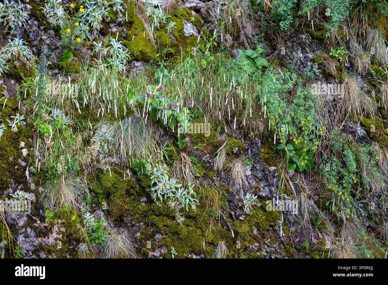 Muro roccioso muschioso con piante alpine selvatiche. Muschio, erbe e fiori selvatici crescono su un muro roccioso irregolare, formando una texture alpina verde naturale con Foto Stock