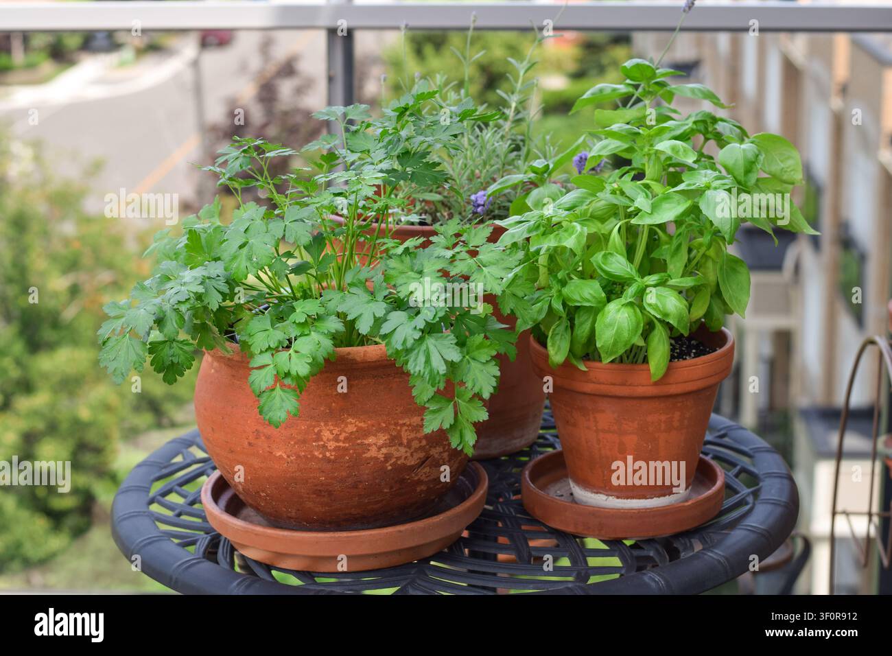 Scatto all'altezza degli occhi di vasi in terracotta con prezzemolo fresco, basilico e lavanda su tavolo di metallo nero su balcone con vista sul quartiere Foto Stock