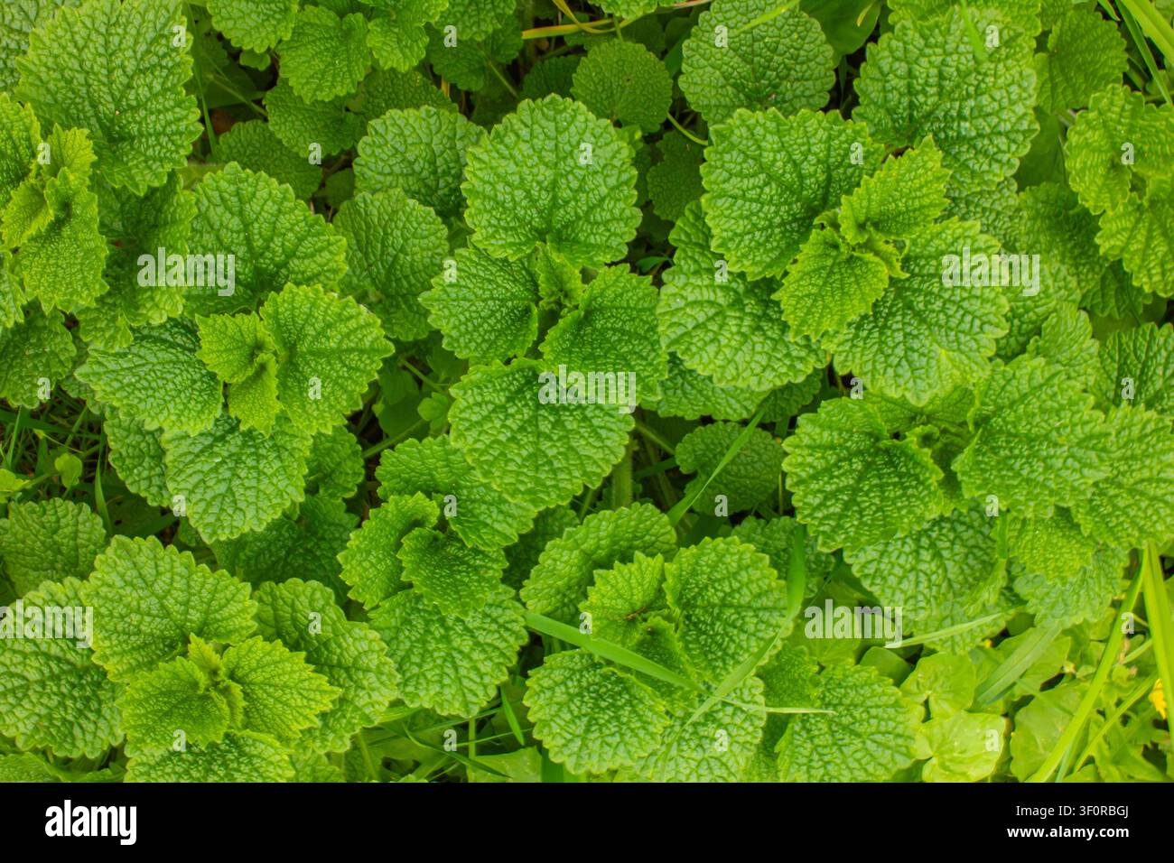 Fresche foglie di melissa (Melissa officinalis) che crescono in giardino. Primo piano della vivace trama delle foglie di erba aromatica, motivo naturale, biologico Foto Stock