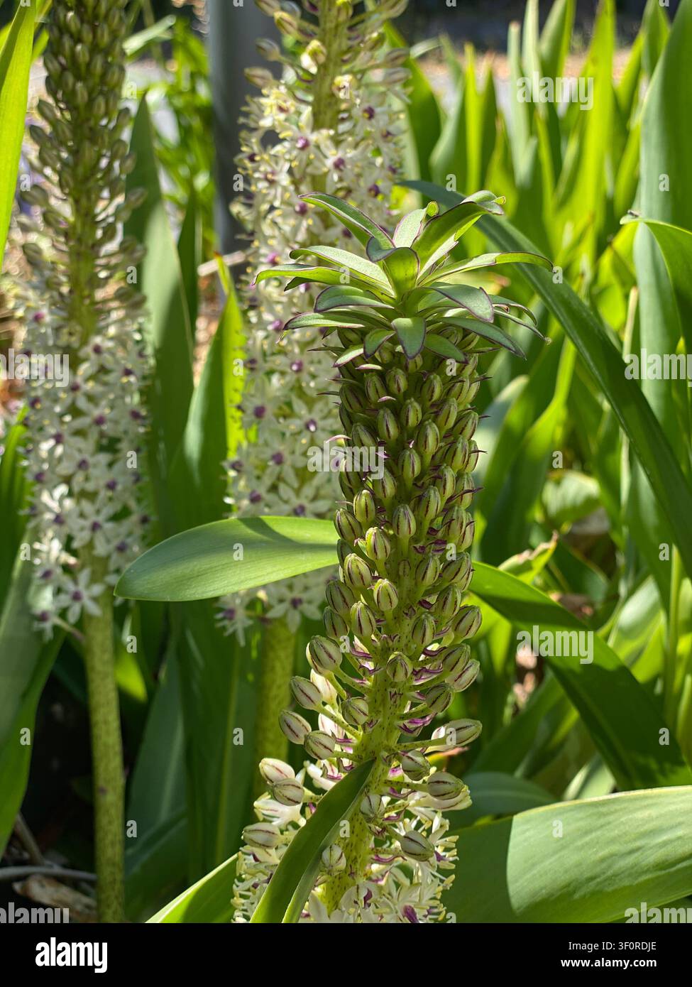 Spiga di fiore del giglio dell'ananas con denso grappolo verticale di boccioli verdi e fiori bianchi a forma di stella aperti, accoppiata con una rosetta basale di ampie foglie verdi Foto Stock