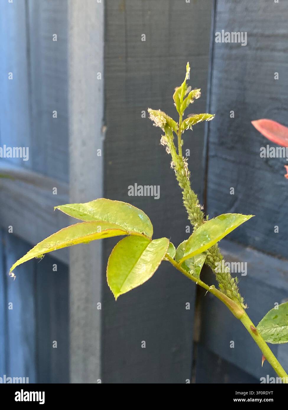 Getto di pianta di rosa infestato da una densa colonia di afidi verdi raggruppati lungo il fusto e il bocciolo apicale, causando una resina di melata appiccicosa e germogli distorti Foto Stock