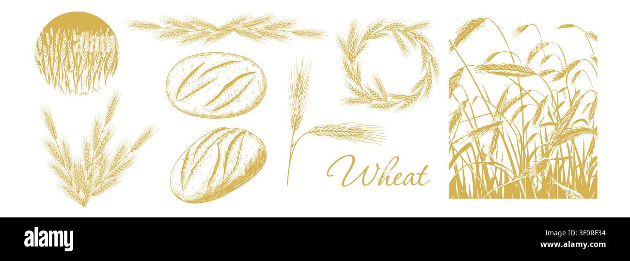 Sagome grafiche di orecchie granate . Grano e pane disegnati a mano. Non ai, illustrazione vettoriale. Illustrazione Vettoriale