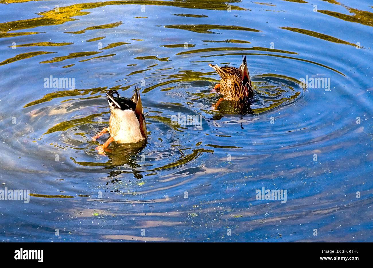Buffet colazione per due anatre determinate che si tuffano per ogni ultimo boccone gustoso Foto Stock
