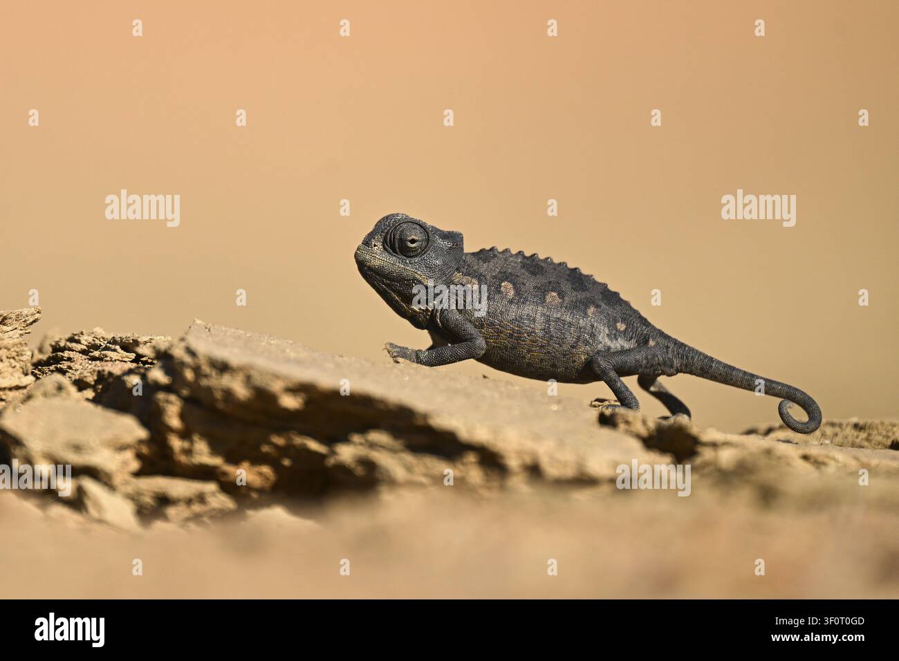 Camaleonte del deserto, camaleonte della Namaqua (Chamaeleo namaquensis), deserto del Namib vicino a Swakopmund, Namibia Foto Stock