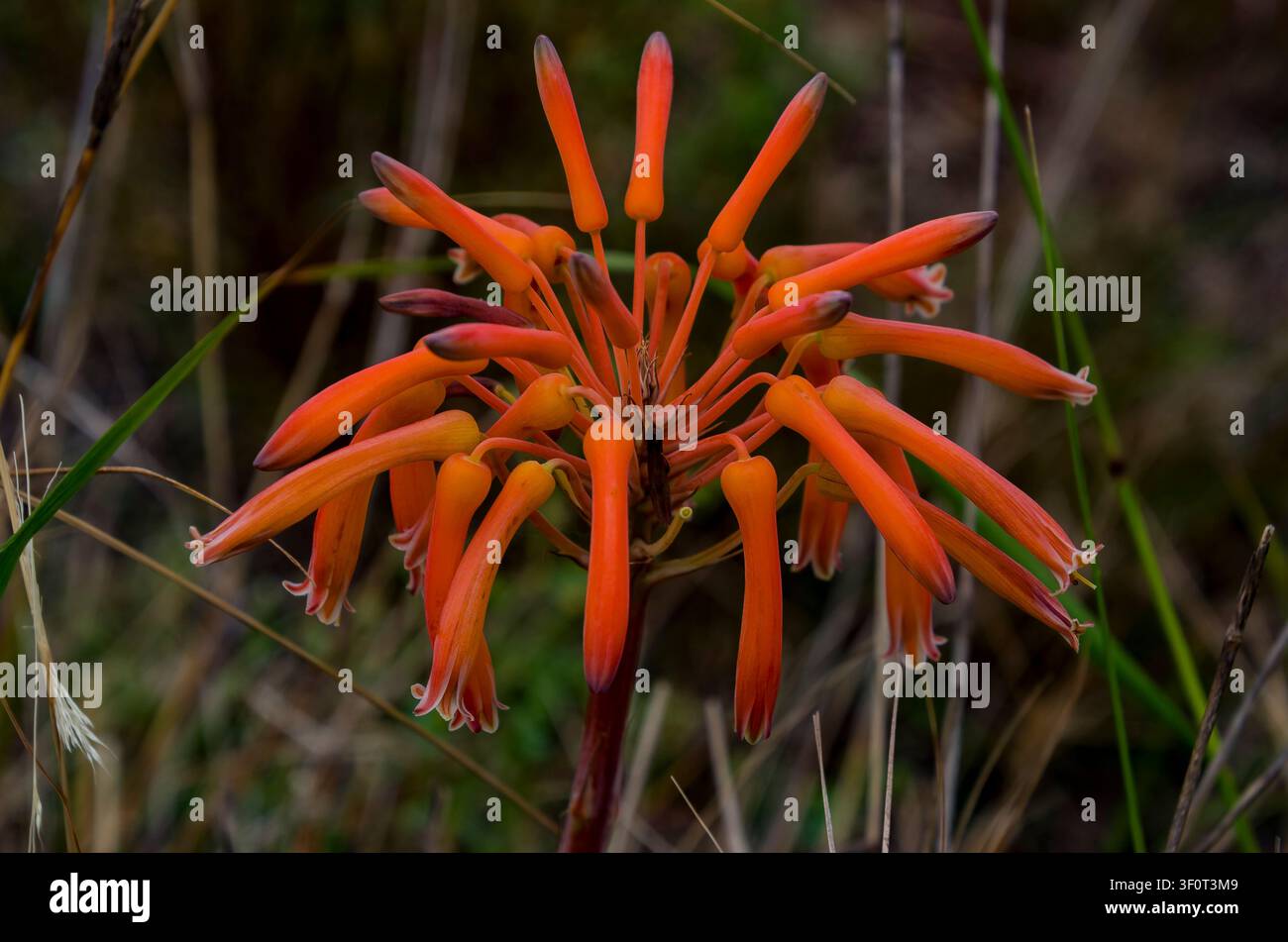 Aloe maculata (sin. Aloe saponaria), l'aloe saponaria o aloe zebrata, è una specie di aloe dell'Africa meridionale Foto Stock