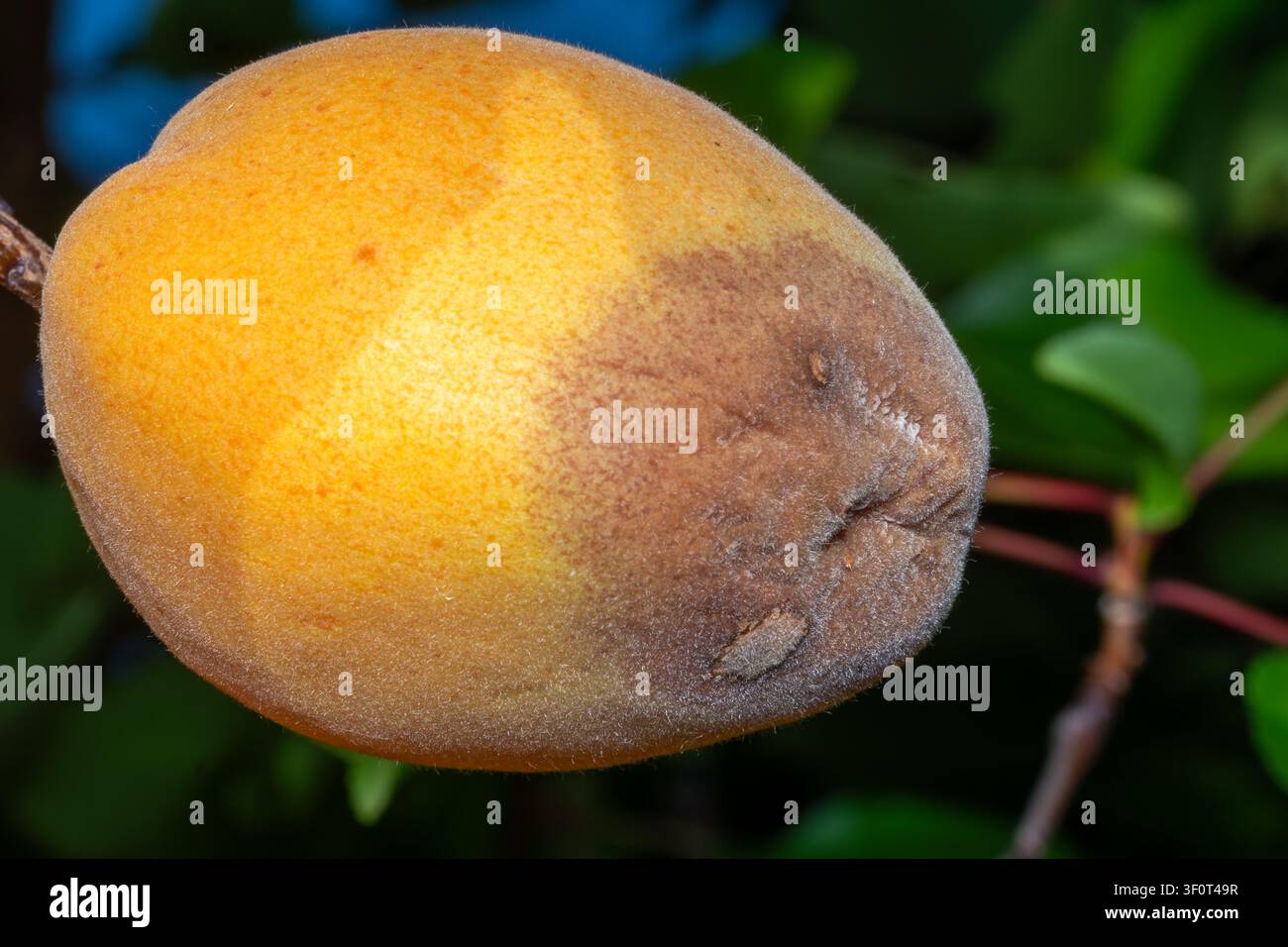 Albicocca marcia sull’albero da frutto, infestazione da Monilia laxa, malattia delle piante Foto Stock