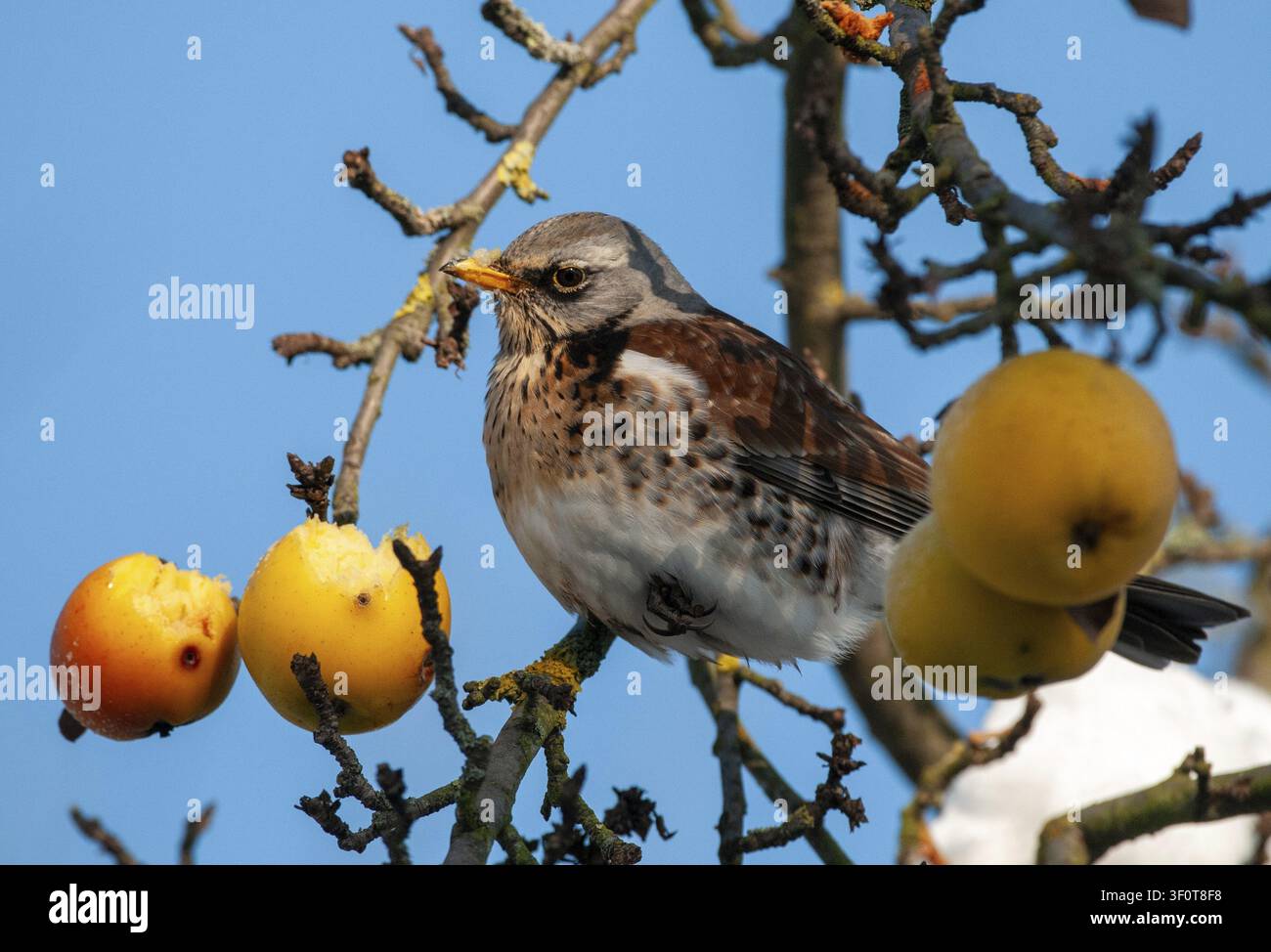 Passera edicole, Turdus Pilaris, Frullino delle ginestre, Autunno, Uccelli, Frullino, Autunno, Frutteto di prato, Passeri, Uccelli canori, Frutteto, Frullino, Uccelli, Inverno Foto Stock