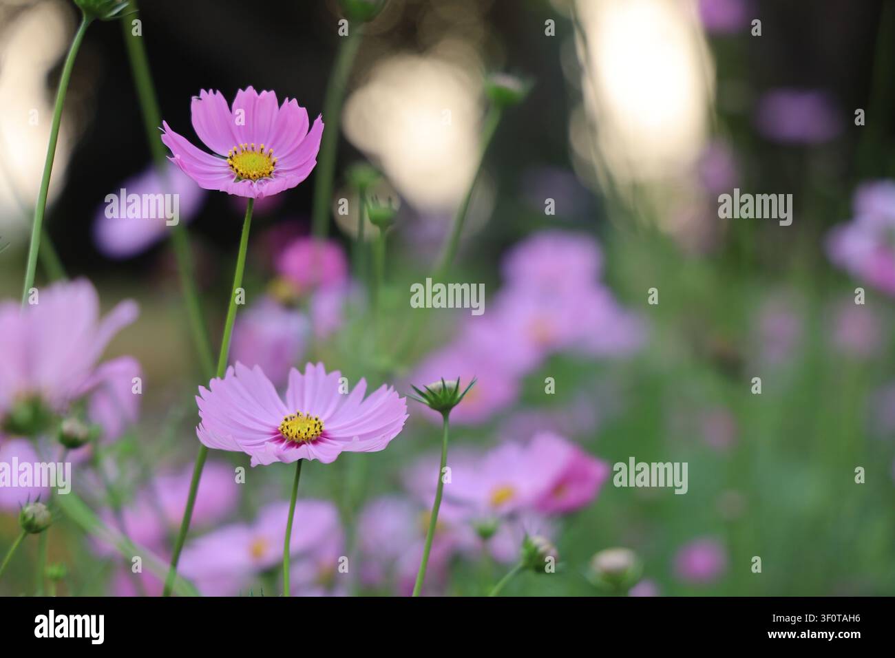Fiori rosa con centri gialli sbocciano in un giardino verde vibrante Foto Stock