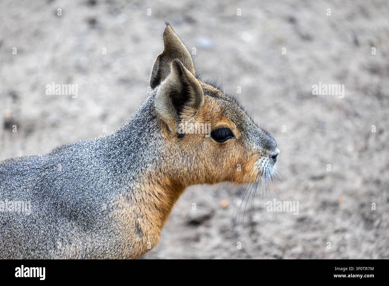 Una mara patagonica è mostrata di profilo su terreno sabbioso. L'animale ha orecchie lunghe, un viso snello e una pelliccia corta con toni grigi e marroni. Foto Stock