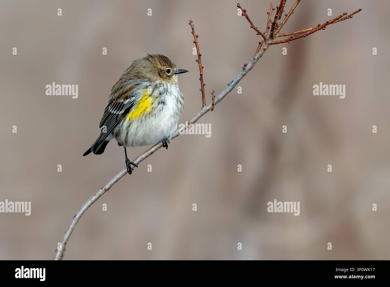 Parula dalla coda gialla appollaiata su un ramo sottile, che mostra i suoi distintivi segni gialli in un ambiente boschivo naturale. Foto Stock