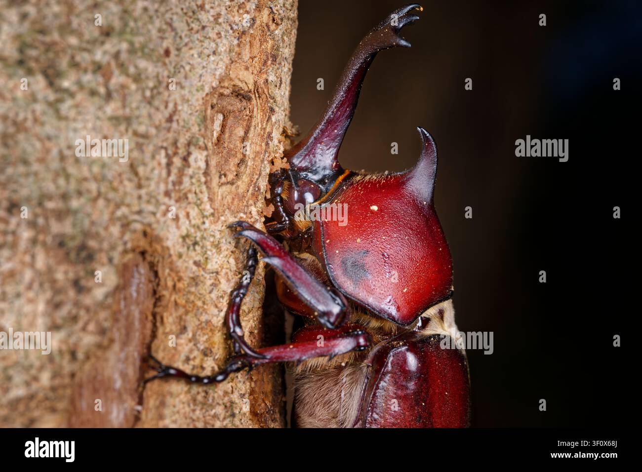 Dettagli della testa e del corno toracico di un coleottero rinoceronte maschio su corteccia Foto Stock