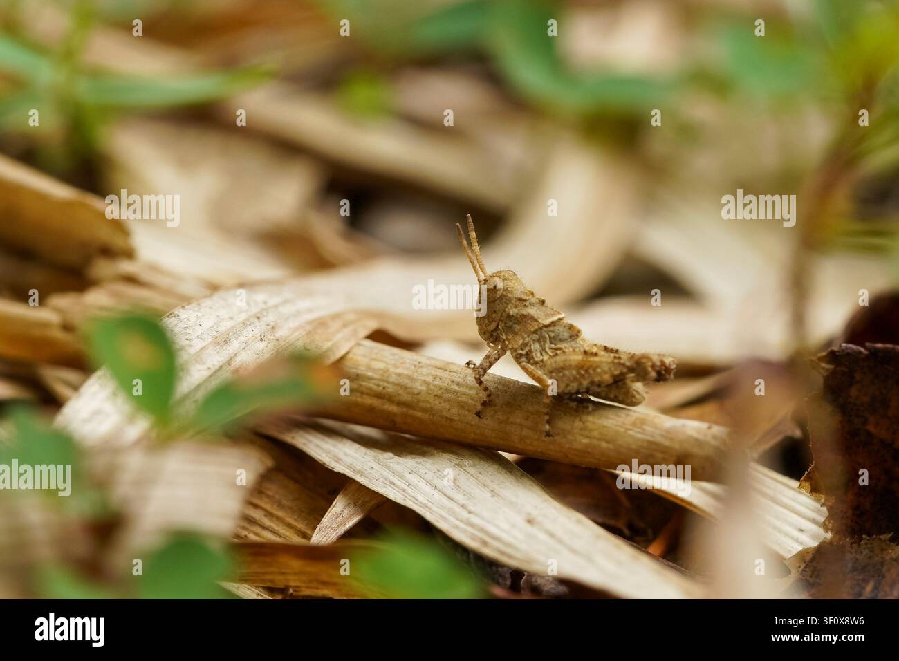 Un primo piano macro di una piccola cavalletta marrone abilmente mimetizzata su foglie di bambù secche cadute, con un morbido fogliame verde sullo sfondo. Foto Stock