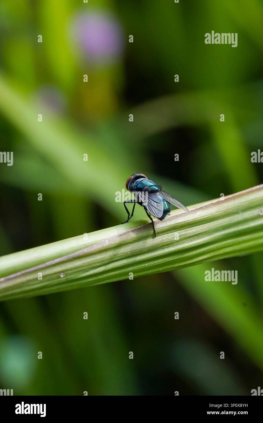 Un primo piano macro cattura una vivace mosca verde iridescente con distintivi occhi composti rossi, delicatamente appollaiata su uno stelo di pianta verde lussureggiante Foto Stock
