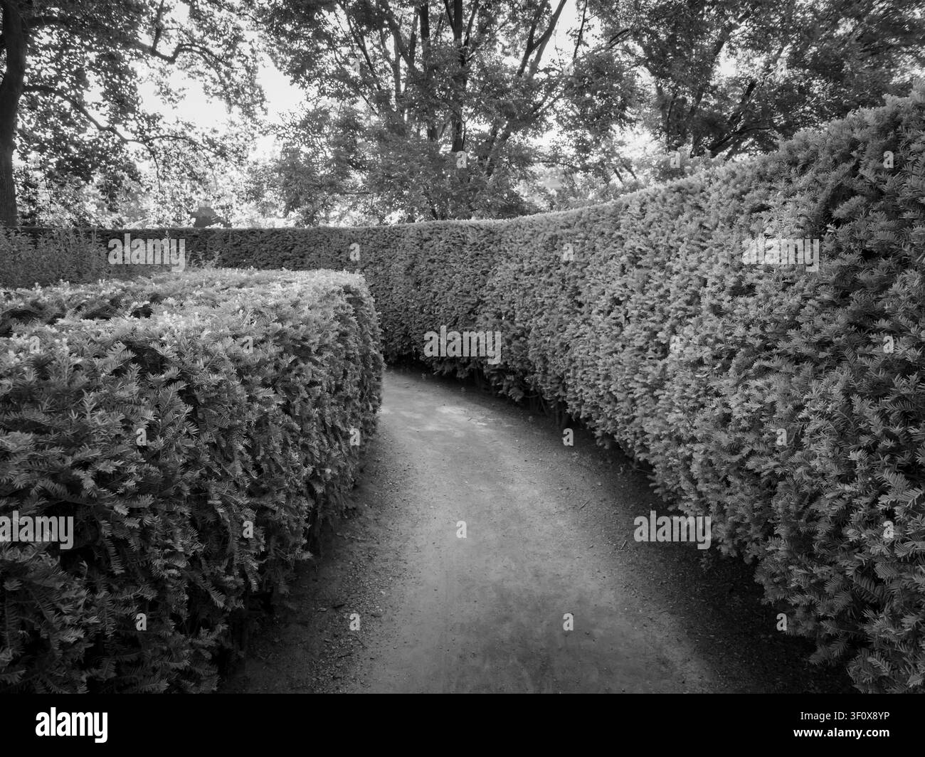 Fotografia in bianco e nero di un sentiero sterrato sinuoso attraverso siepi di cespugli ben curati sotto una chioma di alberi a foglia caduca Foto Stock