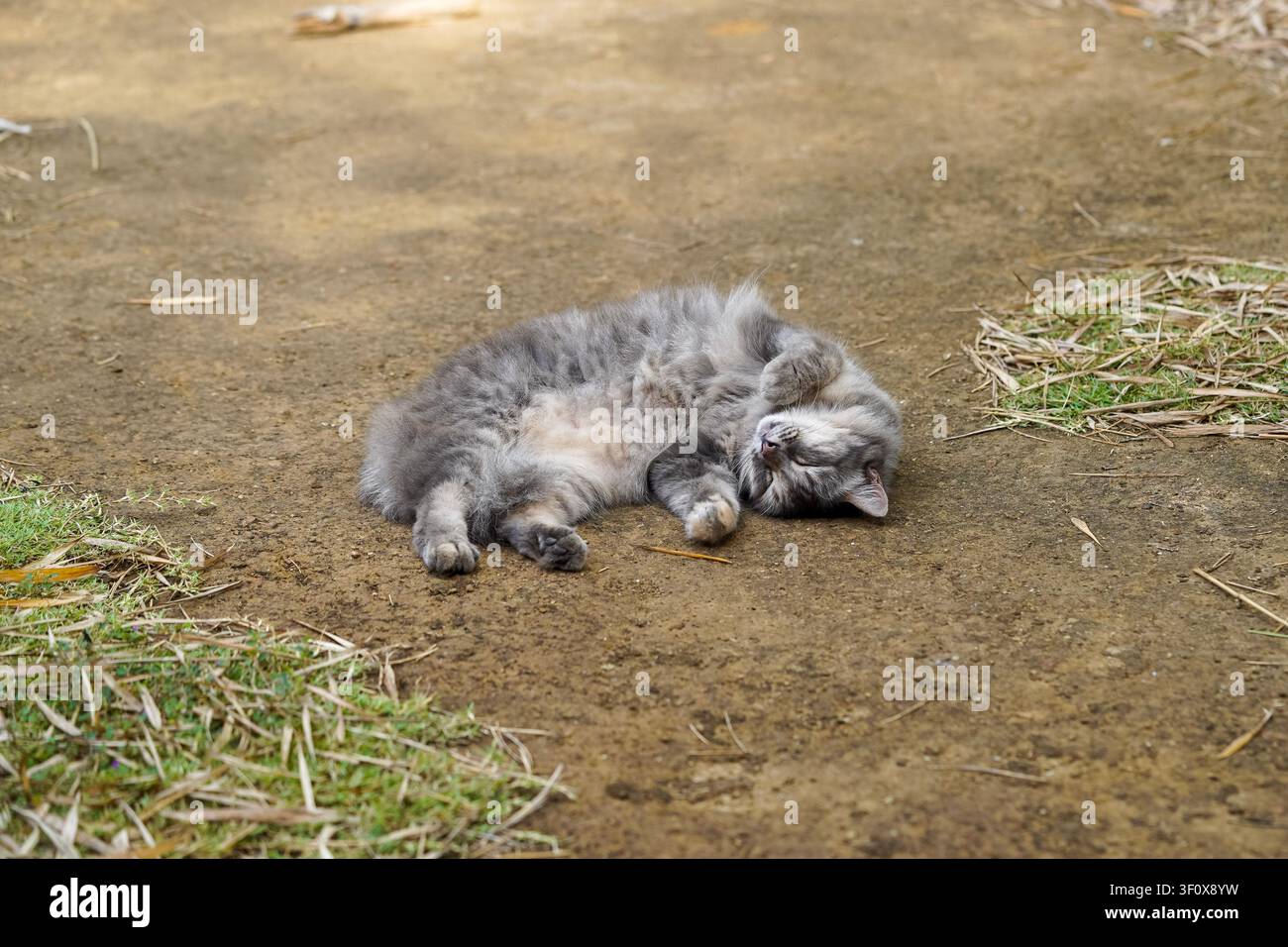 Un adorabile gatto grigio e soffice è catturato in un momento sereno, mentre dorme profondamente sulla schiena sul terreno sporco. Le sue zampe sono arricciate e la sua pancia è exp Foto Stock
