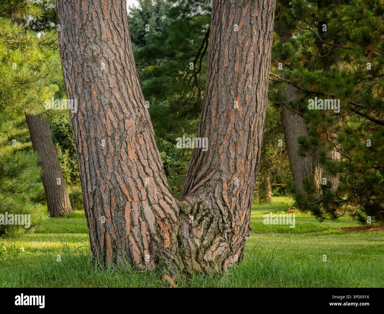 Un albero maturo unico con doppio tronco che si divide in una forma a V distintiva, che cresce su un prato erboso verde in un tranquillo paesaggio parco soleggiato Foto Stock