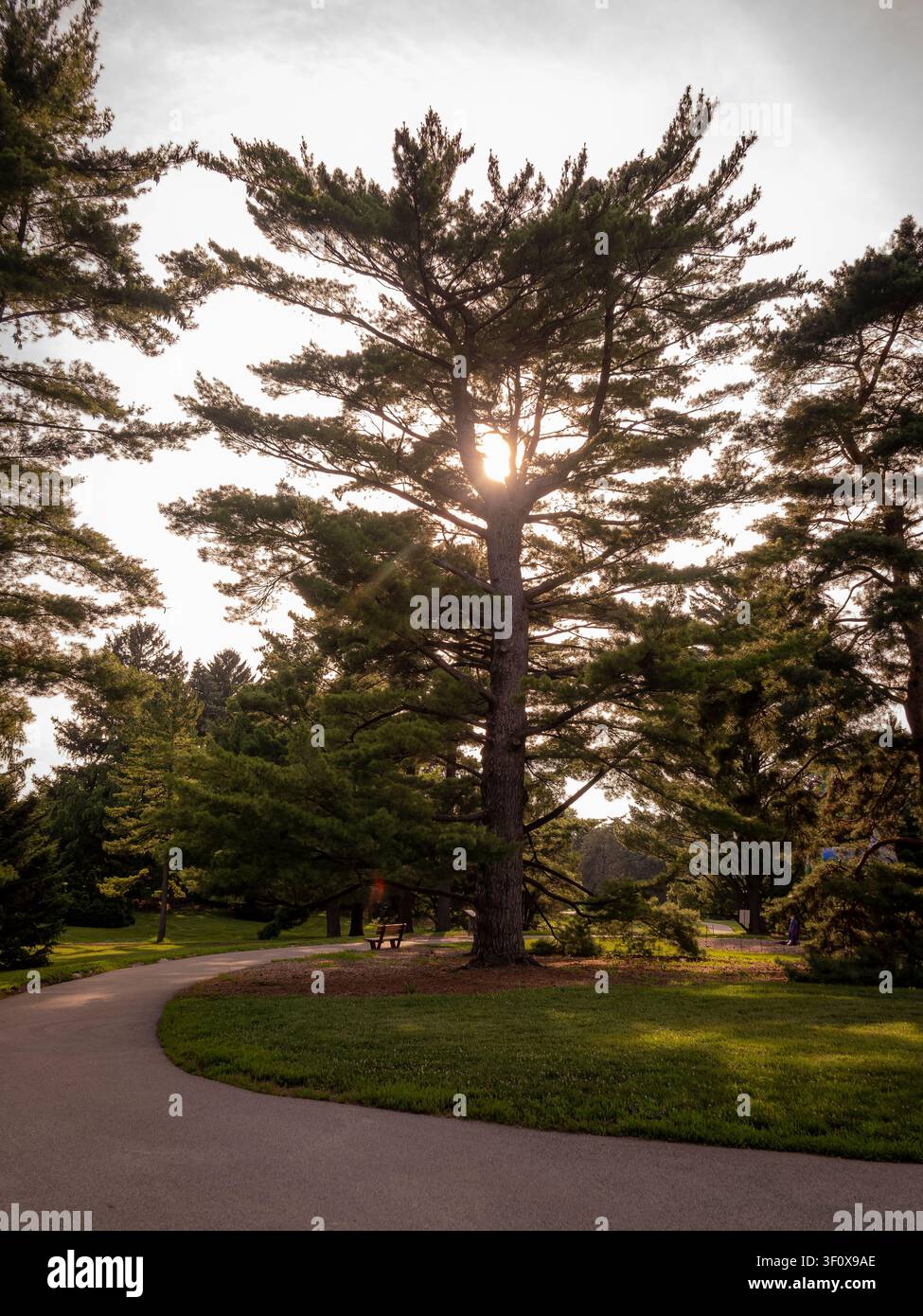 La luce del sole che irrompe tra i rami di un grande pino su un sentiero lastricato tortuoso in un paesaggio verde e tranquillo del parco durante una giornata soleggiata Foto Stock