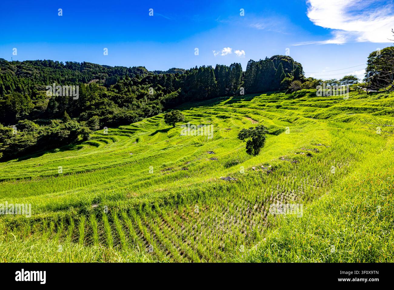 Prefettura di Chiba: campi di riso a terrazze contro un cielo blu. Foto Stock