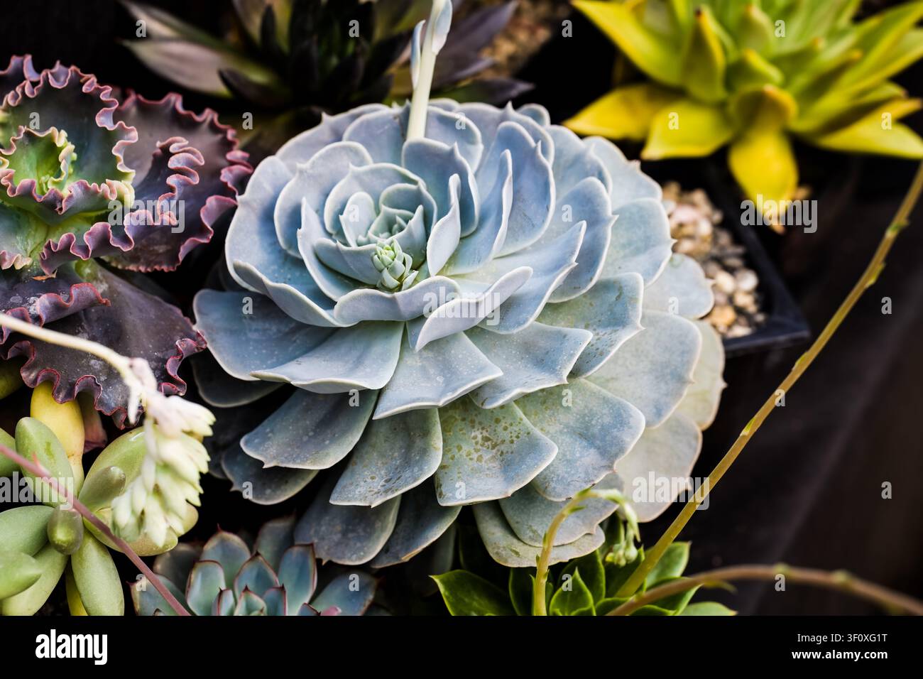 Echeveria imbricata pianta succulenta con rosetta densa blu verde pallido e stelo fiorito primo piano spazio di copia Foto Stock