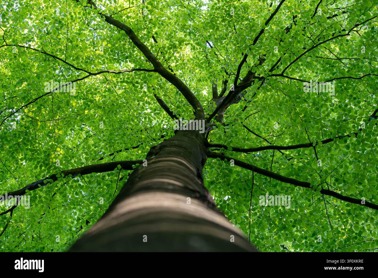 Un albero fotografato dal basso, contro il tronco. Una larga chioma verde di foglie con luce qua e là tra le foglie. Fornisce protezione dalla pioggia. Foto Stock