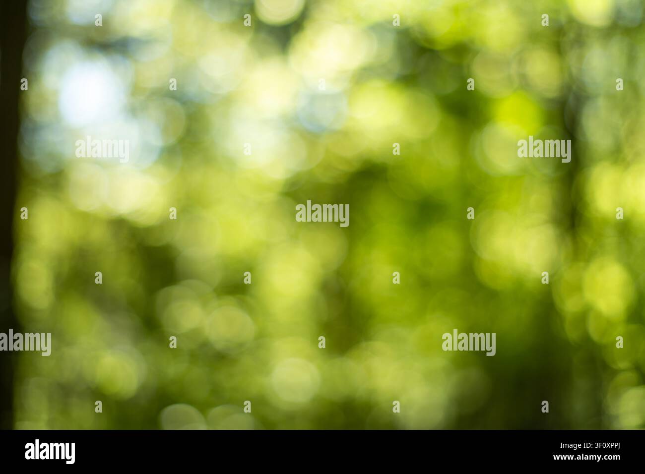 Sfondo bokeh astratto della foresta verde con luce solare filtrando tra gli alberi estivi e la luce soffusa naturale sfocata Foto Stock