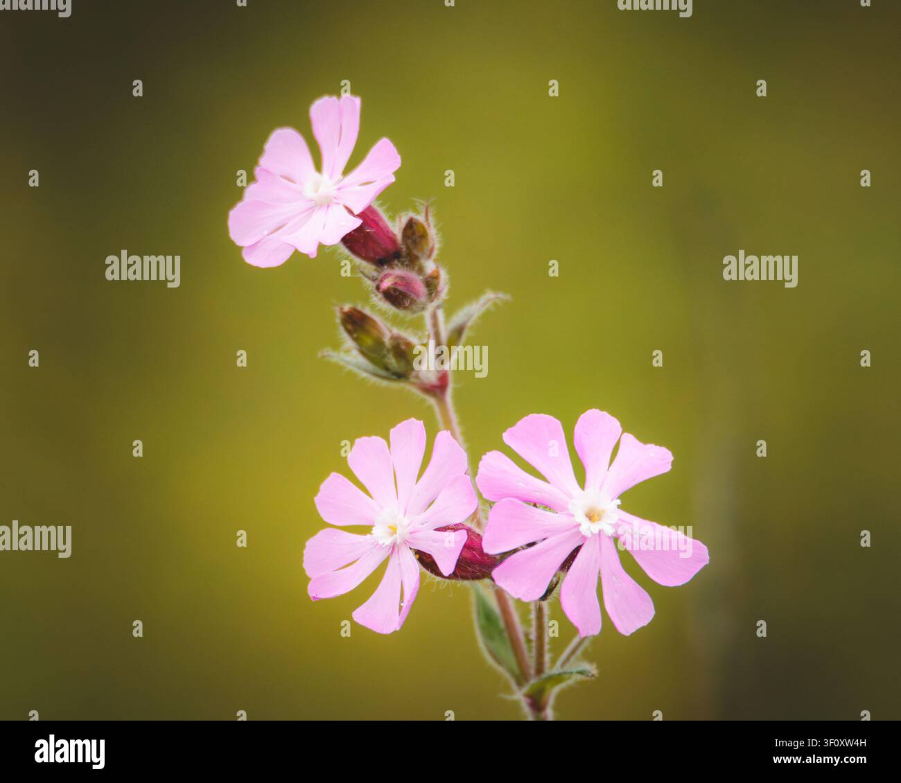 Silene bianco (Silene latifolia) in fioritura estiva, Contea di Durham, luglio 2026 Foto Stock