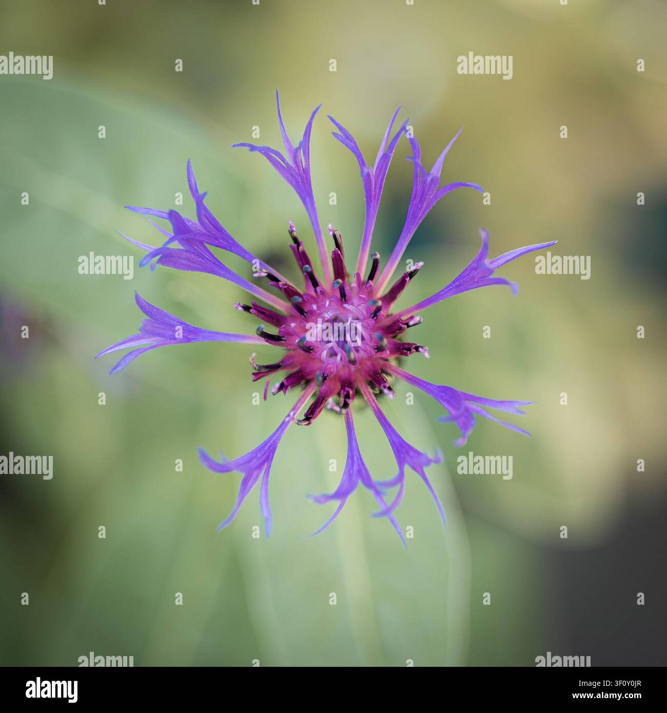 Un macro primo piano di un fiore di fiordaliso viola e blu vivace in piena fioritura, i suoi petali intricati e il centro rosa scuro nitidi su uno sfondo verde morbido Foto Stock