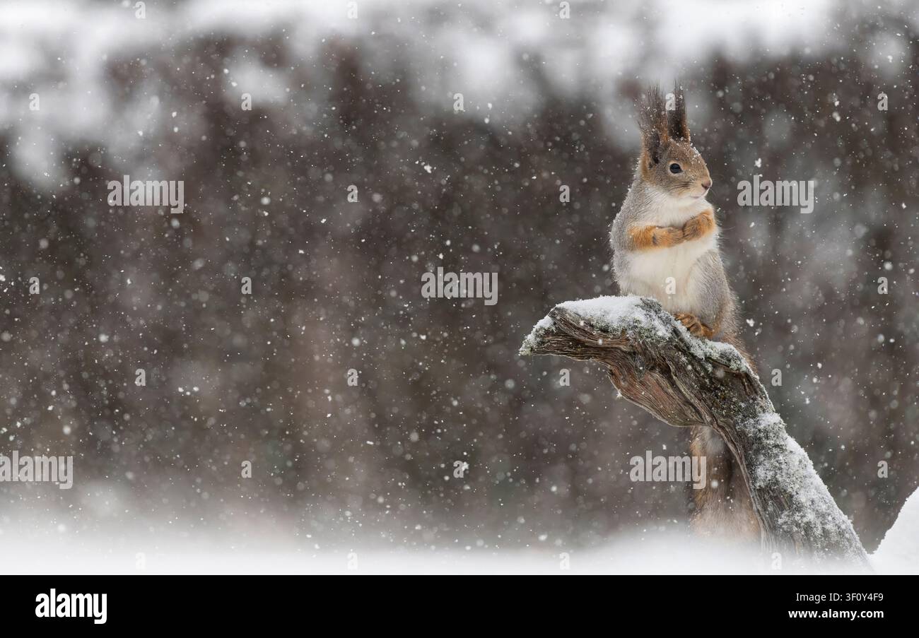 Scoiattolo rosso appollaiato su un ramo coperto di neve durante una forte nevicata Foto Stock