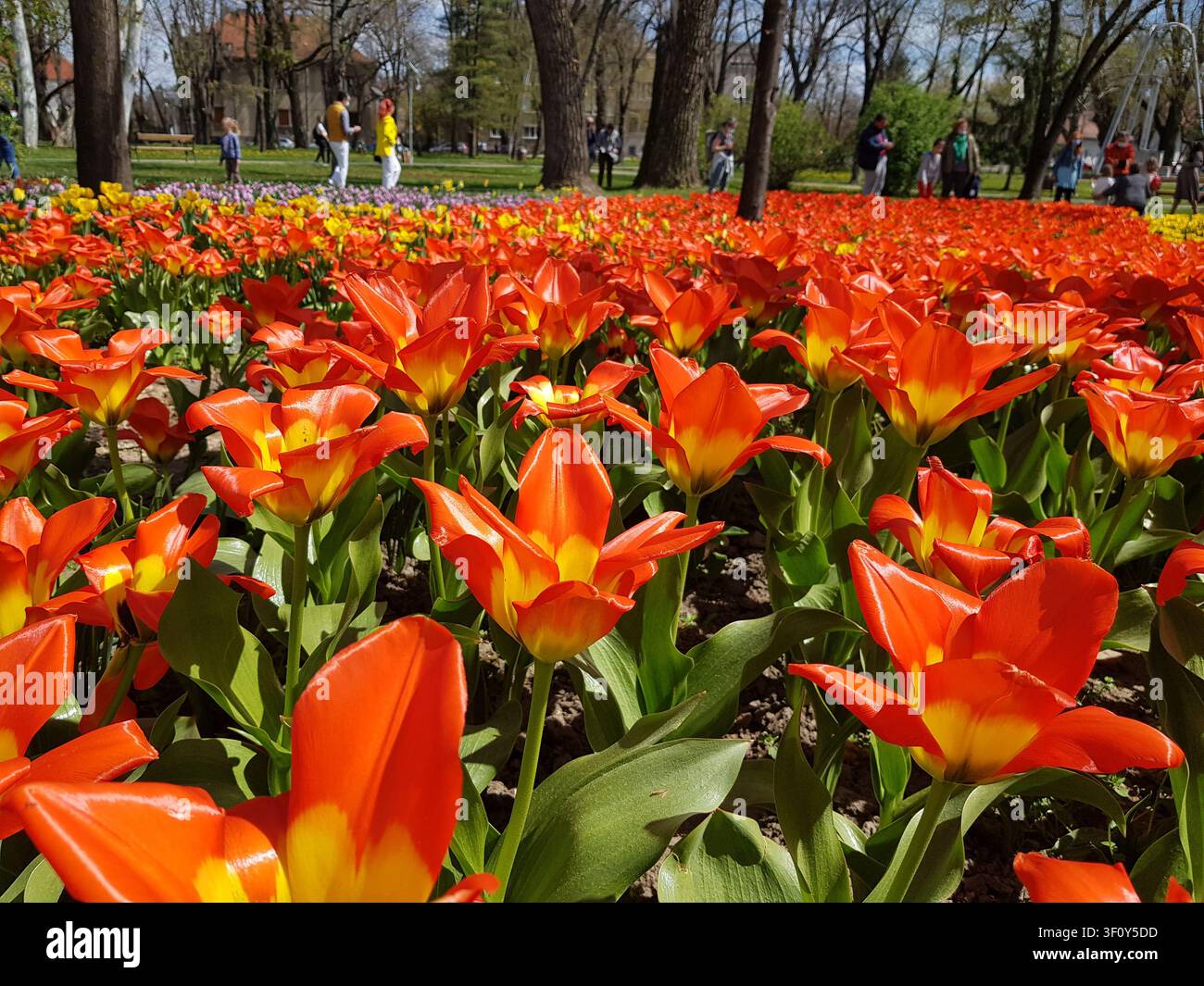 Un campo vivace di tulipani arancioni e gialli fiorisce sotto il sole primaverile, riempiendo un vivace parco cittadino di colore. Foto Stock