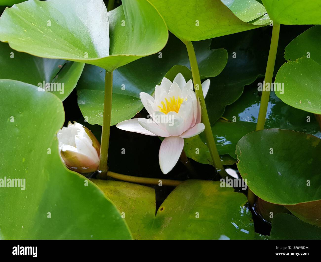 Una bellissima ninfea bianca con un centro giallo vibrante fiorisce con grazia sull'acqua scura dello stagno, ombreggiata da grandi foglie verdi. Foto Stock