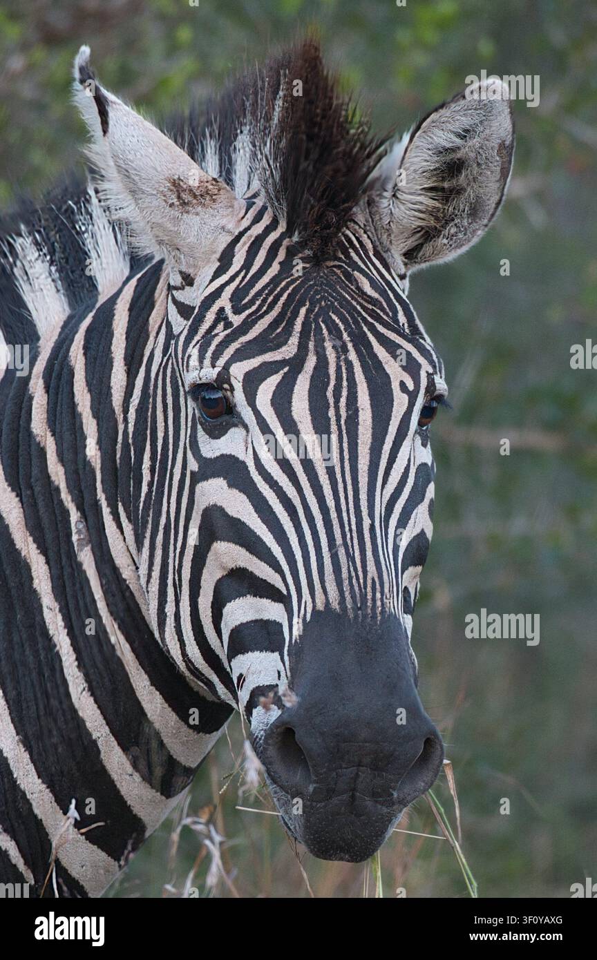 Ritratto della zebra Foto Stock