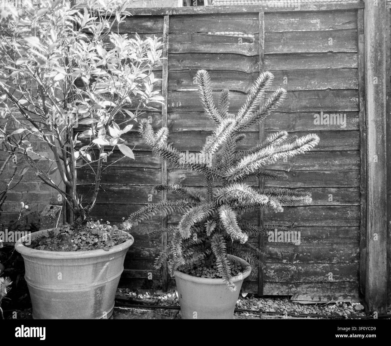 Albero Monkey Puzzle, Medstead, Alton, Hampshire, Inghilterra, Regno Unito. Foto Stock