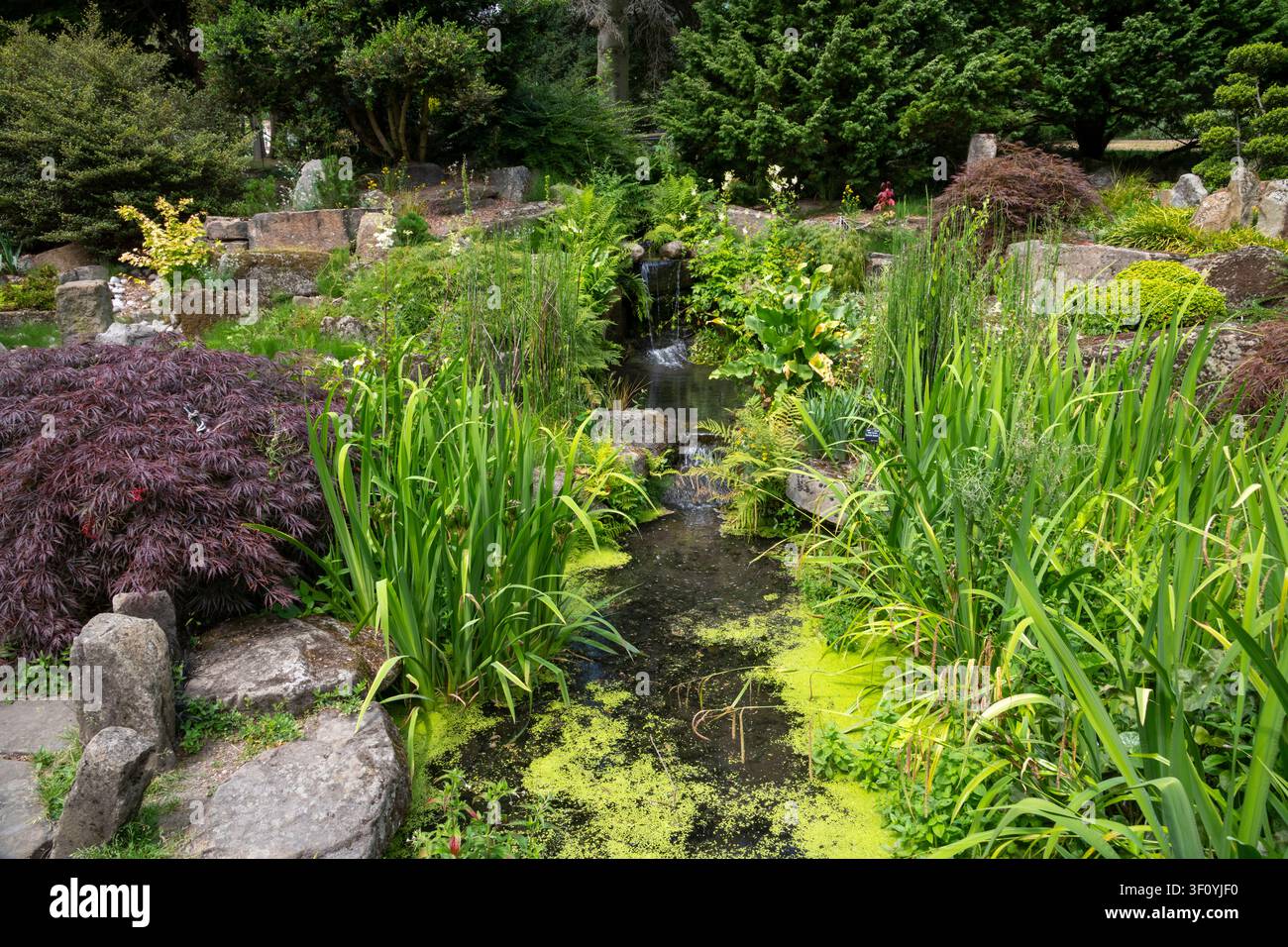 Giardino roccioso e d'acqua ai giardini botanici di Sheffield, South Yorkshire, Inghilterra. Foto Stock