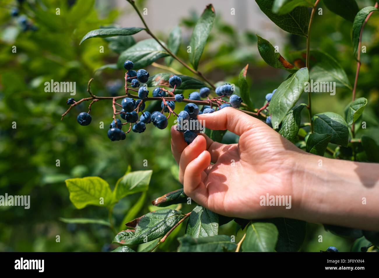 Mani che raccolgono mirtilli maturi dai rami in un giardino estivo. Concetto di frutta coltivata in casa e raccolto biologico. Foto Stock