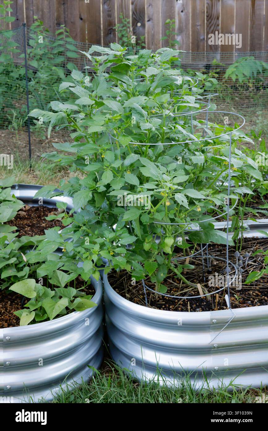 Pianta di Tomatillo sana in aiuola rialzata Foto Stock