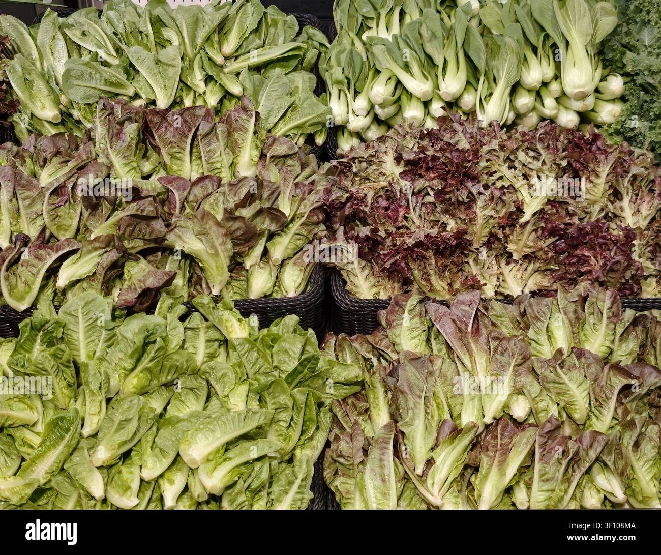 Cestini di lattuga verde fresca e lattuga a foglia di quercia rossa Foto Stock