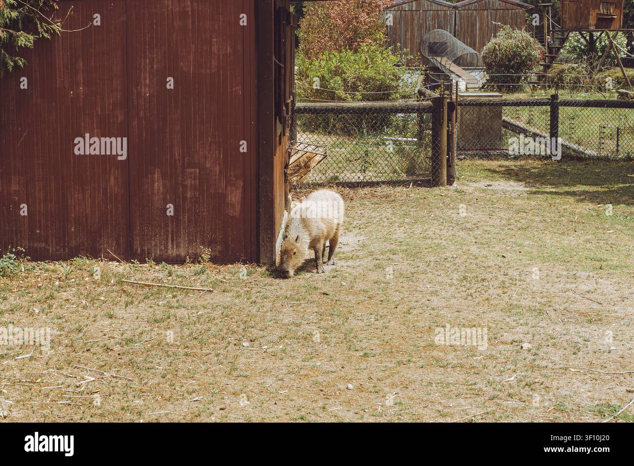 Quinta de Santo Inácio, Vila Nova de Gaia, Portogallo, un grande capibara in piedi su un sentiero erboso vicino a un capannone di legno nel suo recinto. Foto Stock