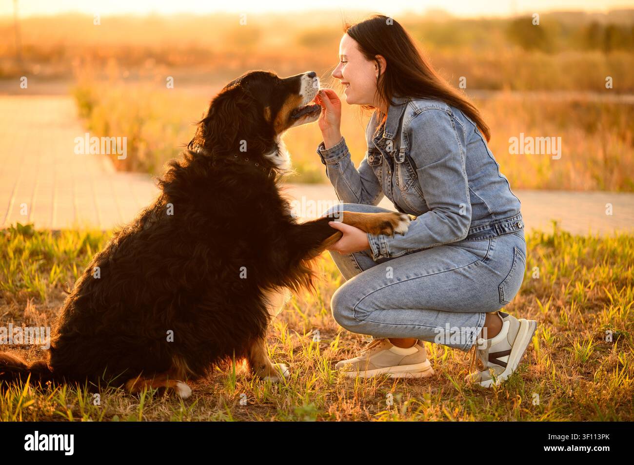 Addestramento del cane con rinforzo positivo e premi. Donna felice alimenta un Cane da pastore del Bernese che scuote la zampa al tramonto nel parco. Concetto di stile di vita del parco Foto Stock