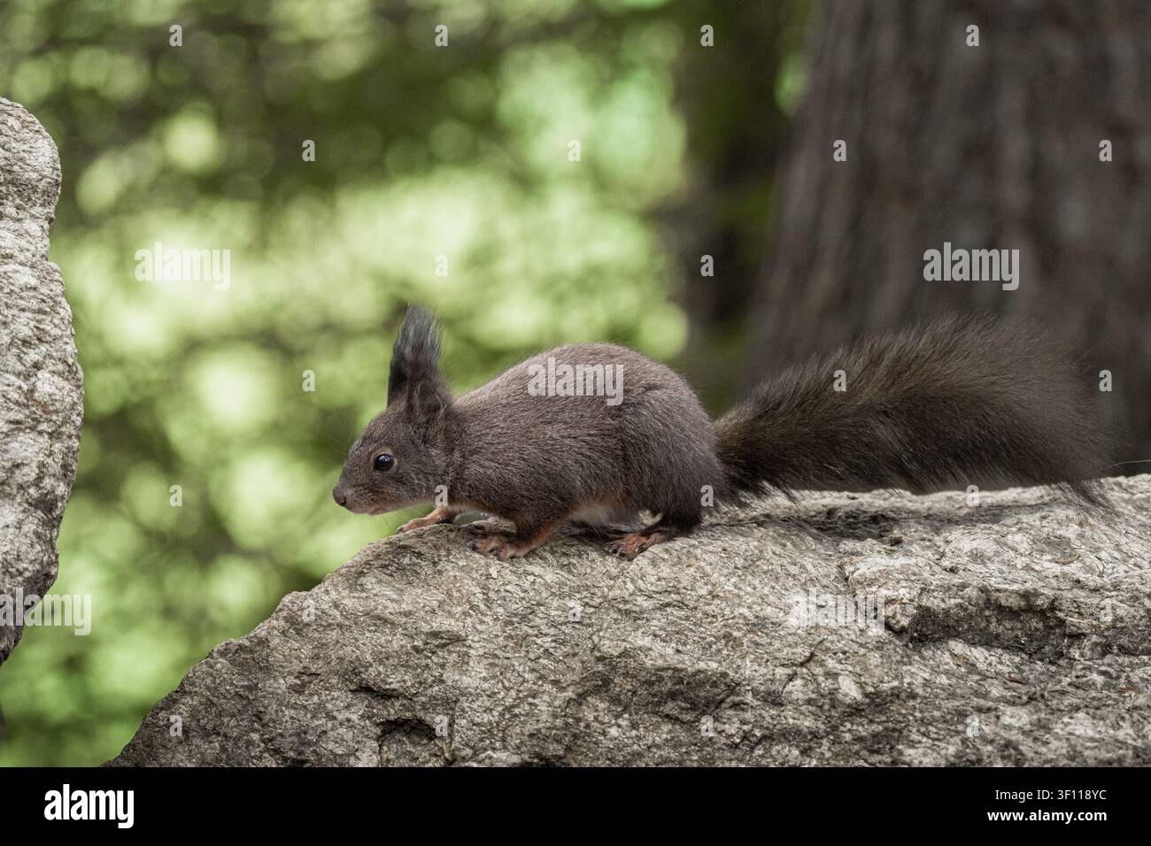 Scoiattolo rosso che cerca cibo su una roccia muschiosa nel suo habitat naturale Foto Stock