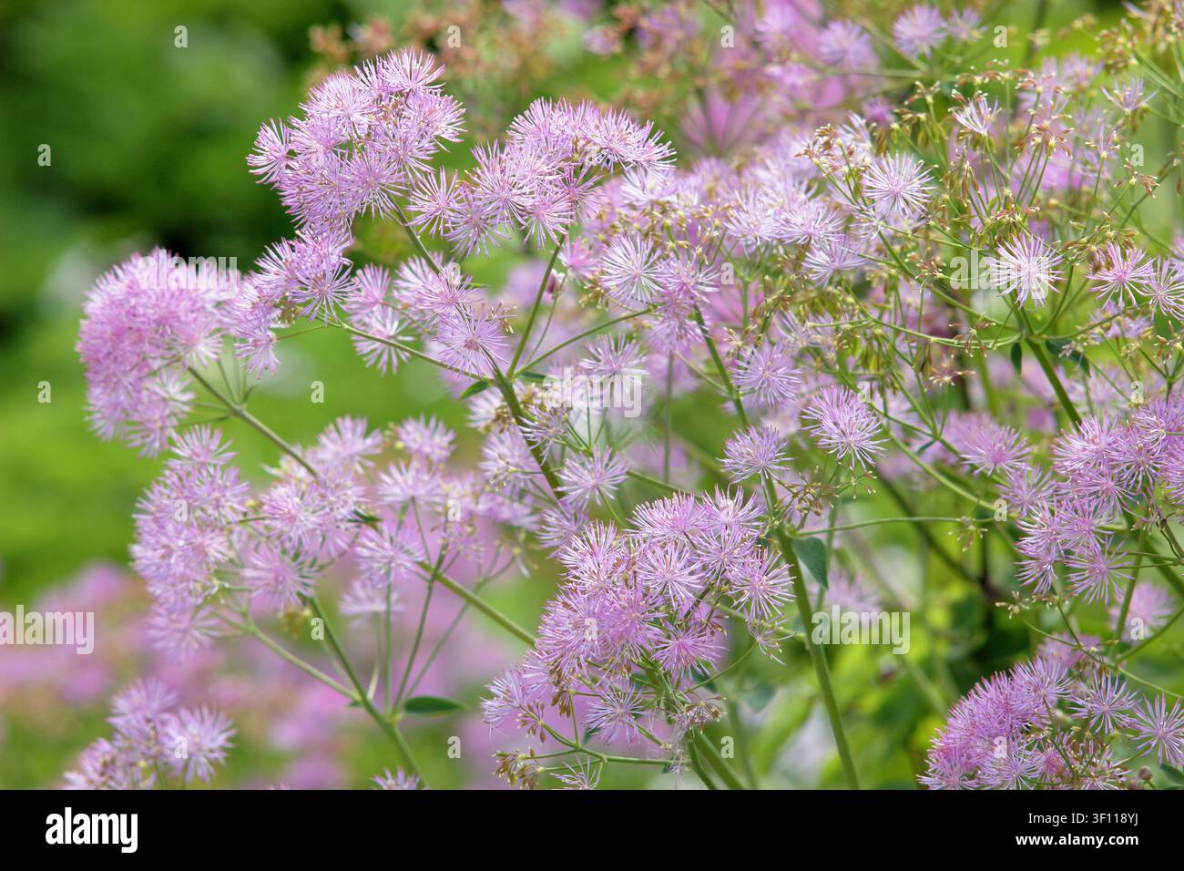 Thalictrum aquilegiifolium, rutella dei prati francese, grappoli caratteristici di fiori rosa-lilla in un bordo di giardino primaverile. Regno Unito Foto Stock