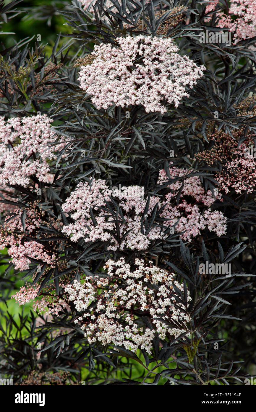 Albero Sambucus nigra Black Lace in fiore in primavera. Sambuco ornamentale, chiamato anche Sambucus Eva, Regno Unito Foto Stock