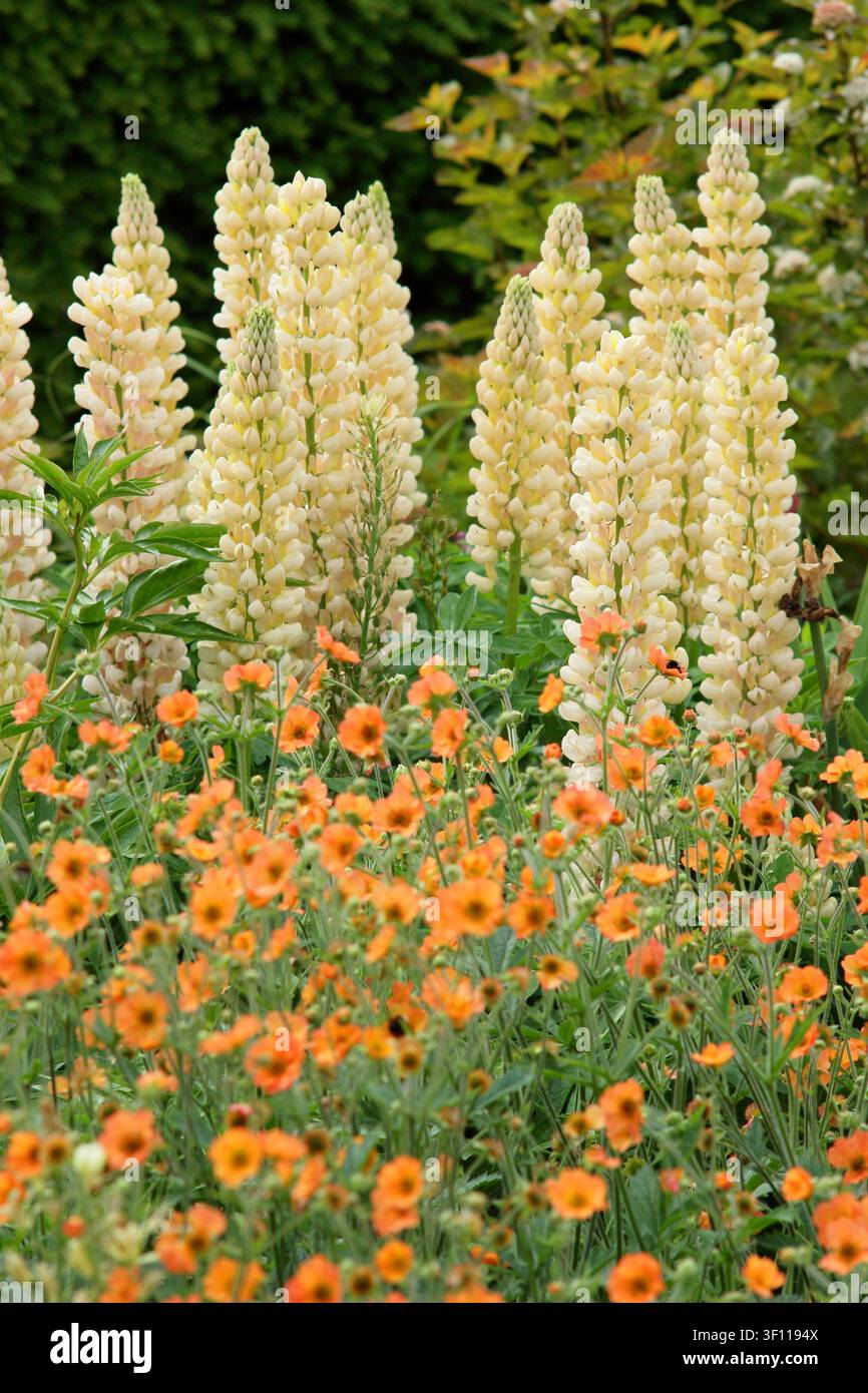 Lupini nel letto di fiori. Lupinus Desert Sun nel letto di fiori preceduto da Geum Totally Tangerine arancione brillante, tarda primavera, Regno Unito Foto Stock