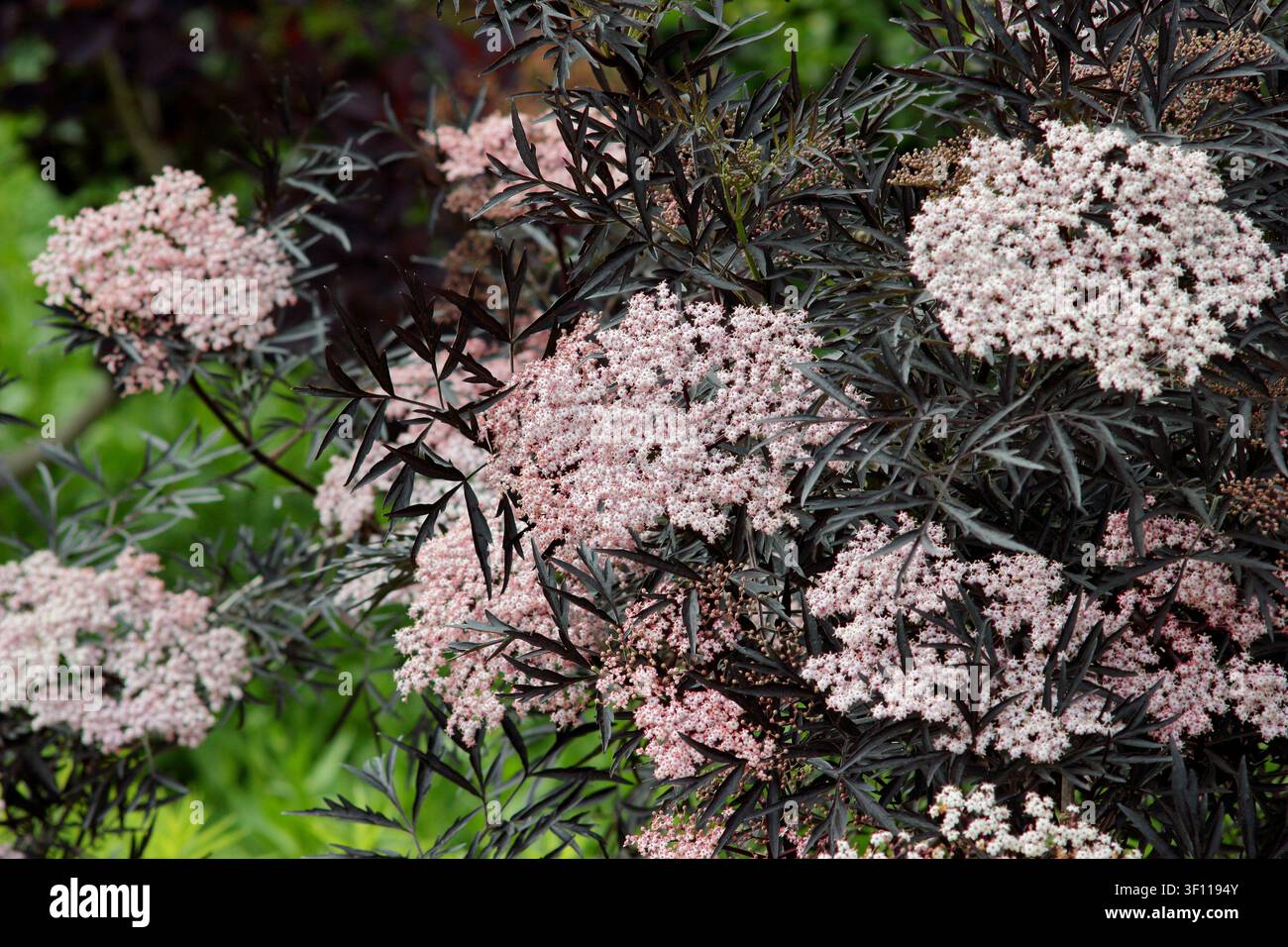 Albero Sambucus nigra Black Lace in fiore in primavera. Sambuco ornamentale, chiamato anche Sambucus Eva, Regno Unito Foto Stock