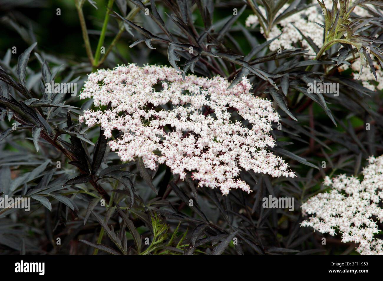 Albero Sambucus nigra Black Lace in fiore in primavera. Sambuco ornamentale, chiamato anche Sambucus Eva, Regno Unito Foto Stock