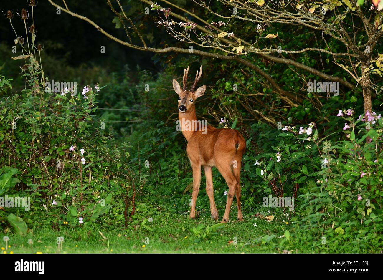 Roe Deer capreolus capreolus Dorset, Regno Unito Foto Stock